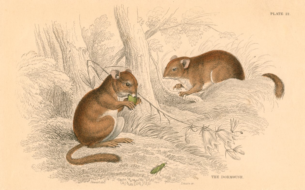 Common Dormouse Muscardinus Arvellanarius, Hibernating Rodent by Unbekannt