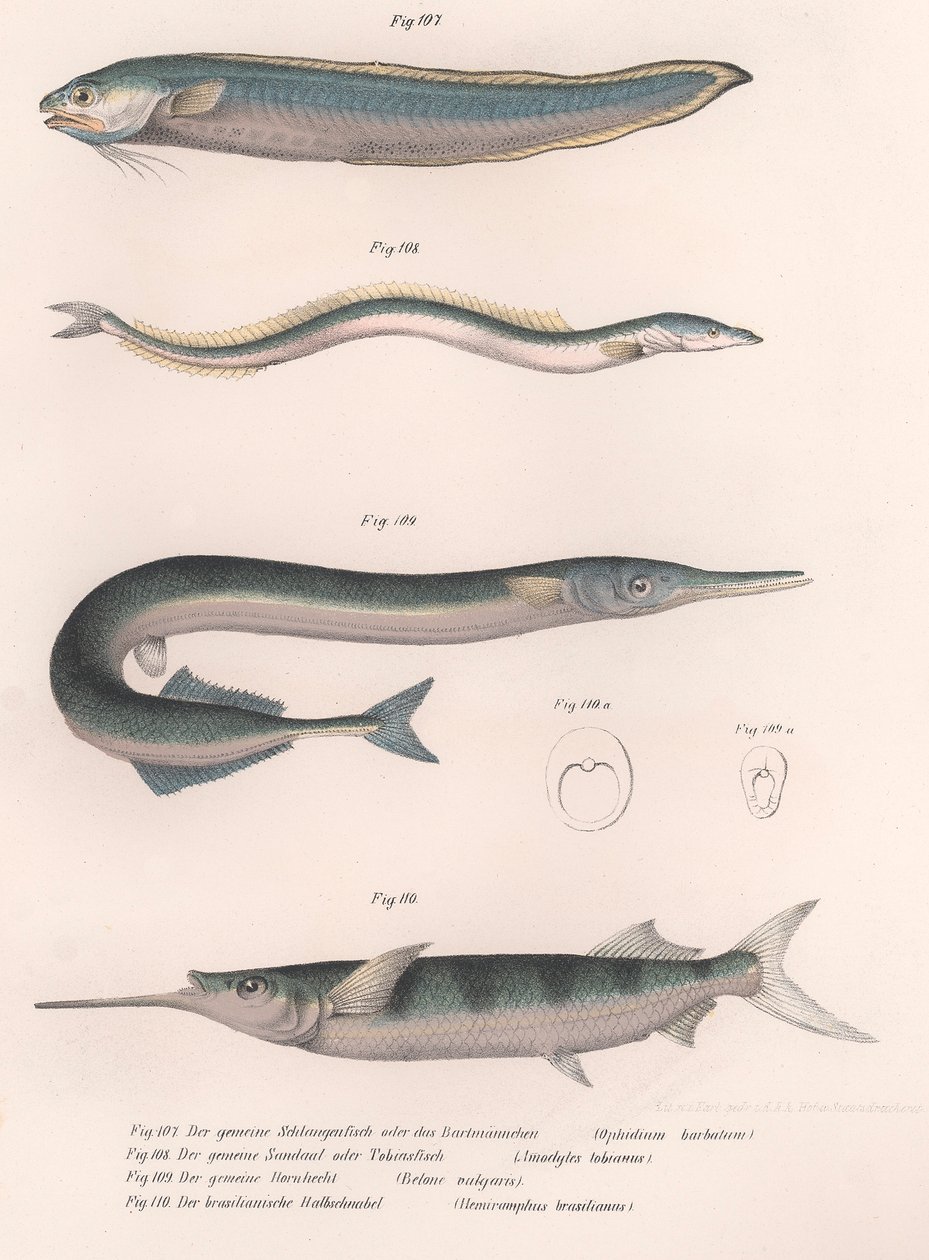 Common Snake Fish, Common Sand Eel, Common Hornhecht, Brazilian Halfbeak, c.1850s by Unbekannt