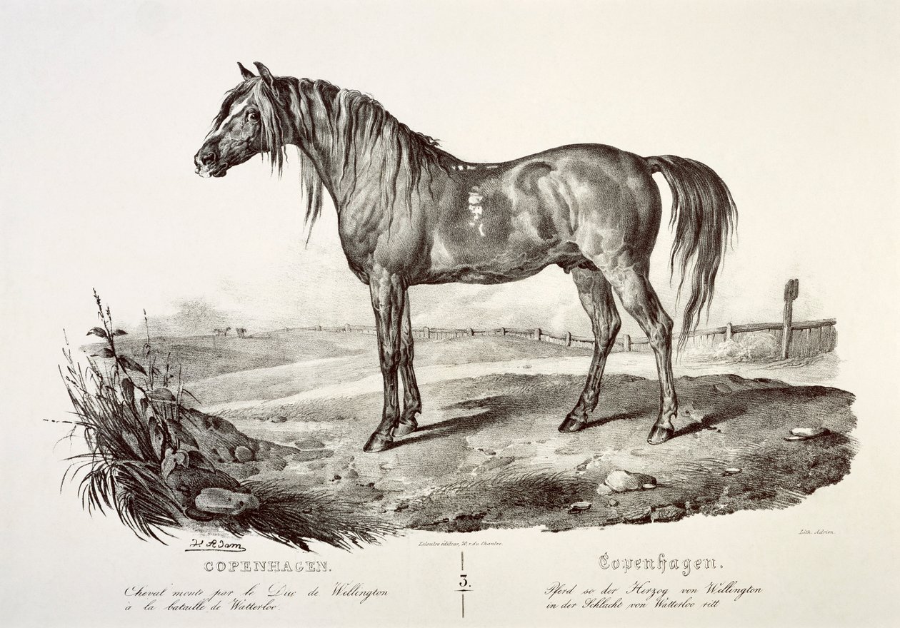 Copenhagen, the Duke of Wellington