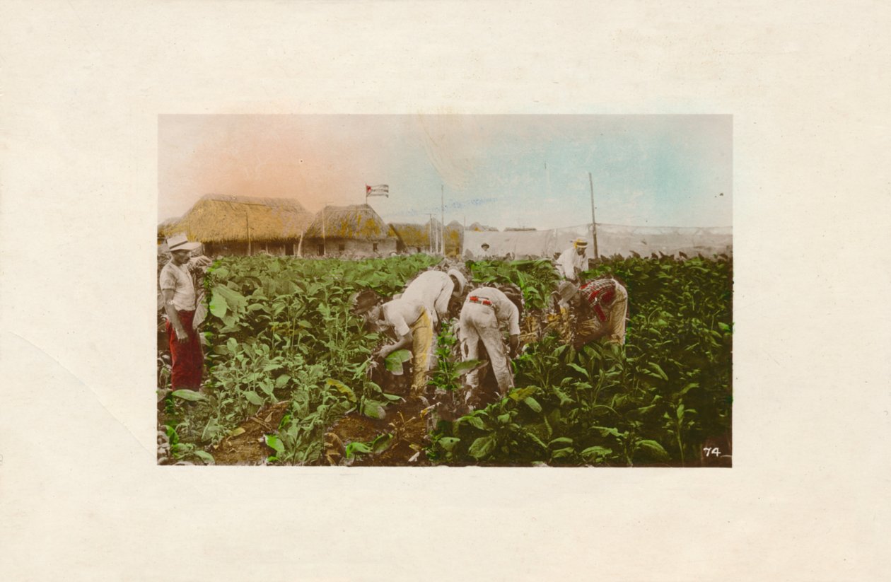 Tobacco Plantation, c1910 by Unbekannt