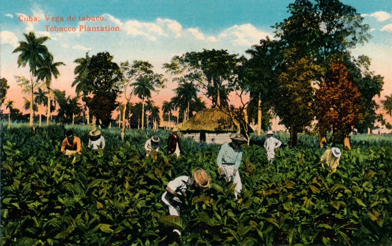 Tobacco Plantation, Cuba, c1900 by Unbekannt