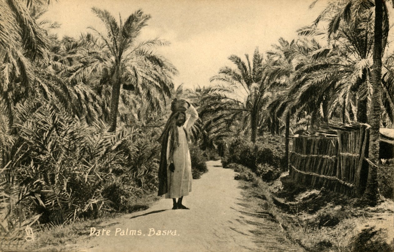 Date Palms, Basra by Unbekannt