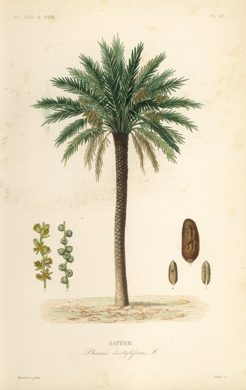 Date palm tree, Phoenix dactylifera, Dattier by Unbekannt