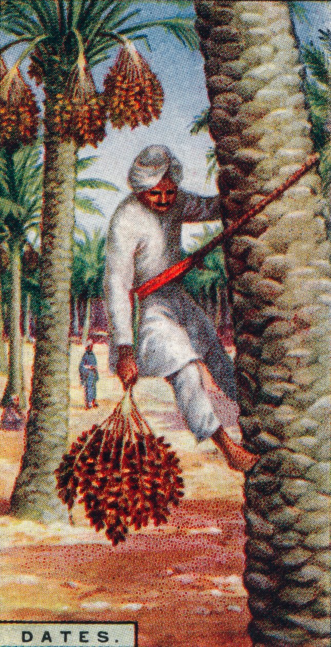 Dates - Gathering the Fruit, North Africa by Unbekannt