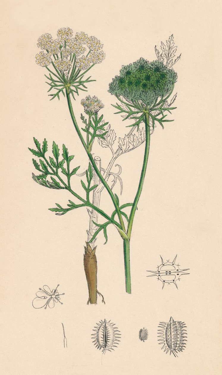 Daucus Carota. Wild Carrot, 19th Century by Unbekannt