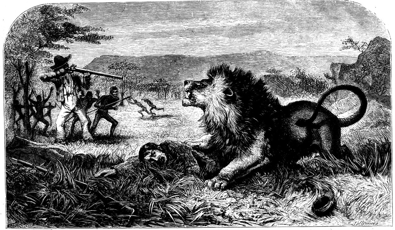David Livingstone, Saved from a Lion by Mebalwe, a Native Schoolmaster by Unbekannt