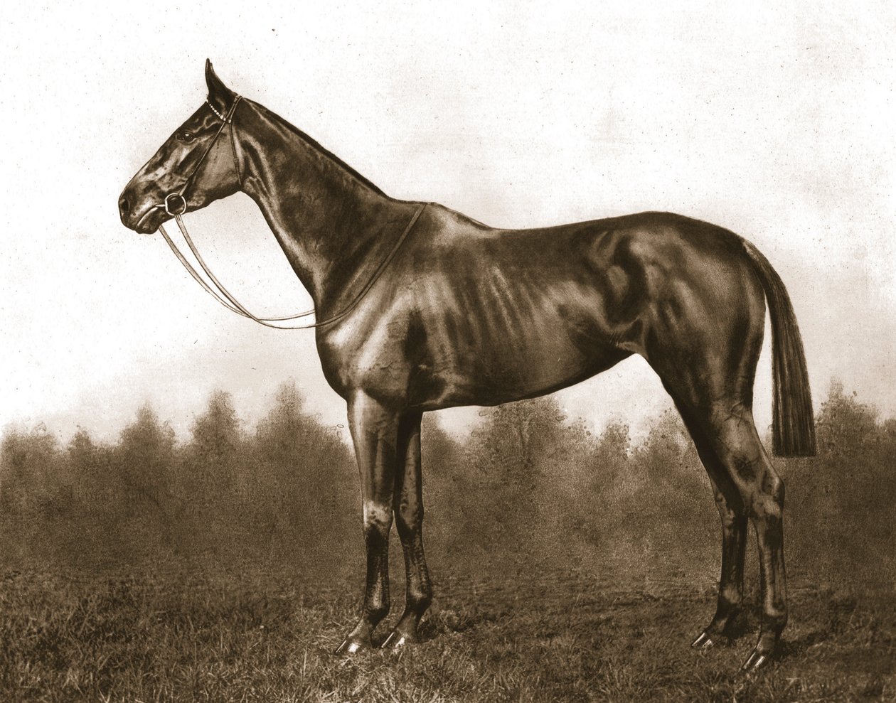 Demure, 1911 by Unbekannt