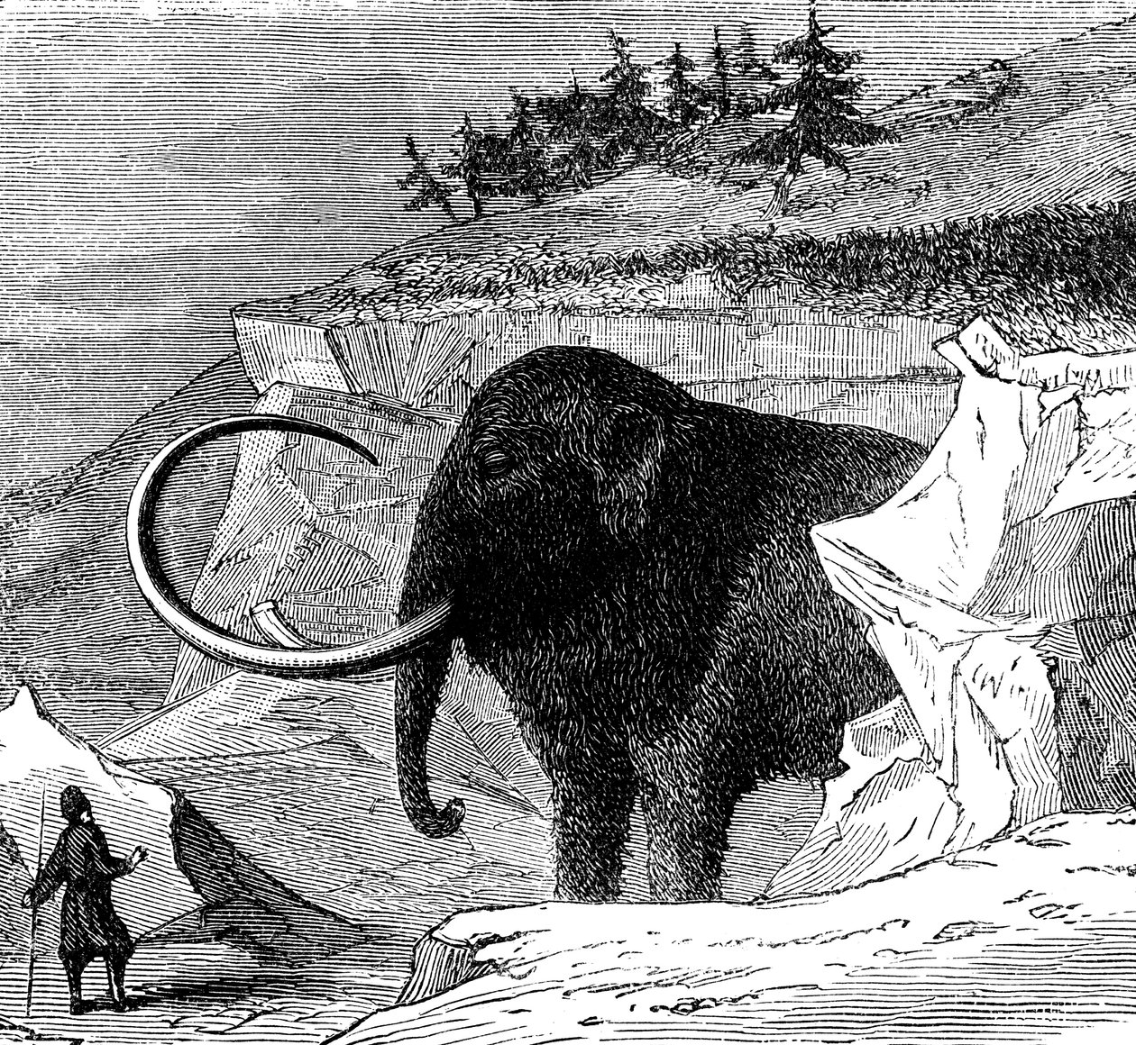 Discovery of a Woolly Mammoth, 1779 c1870 by Unbekannt
