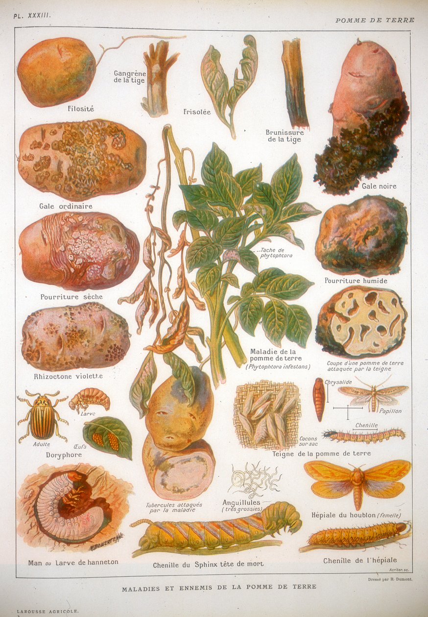 Diseases of the Potato by Unbekannt
