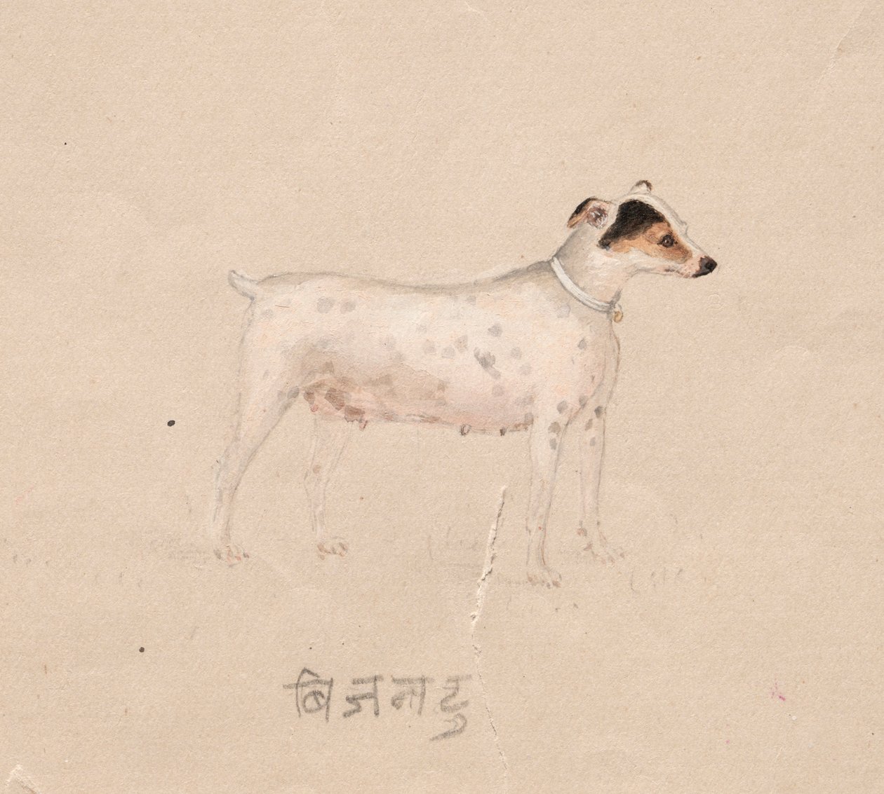 Dog, 1800s by Unbekannt