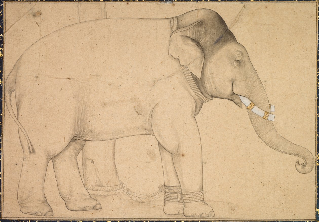 Drawing of an Elephant, c. 1700 by Unbekannt