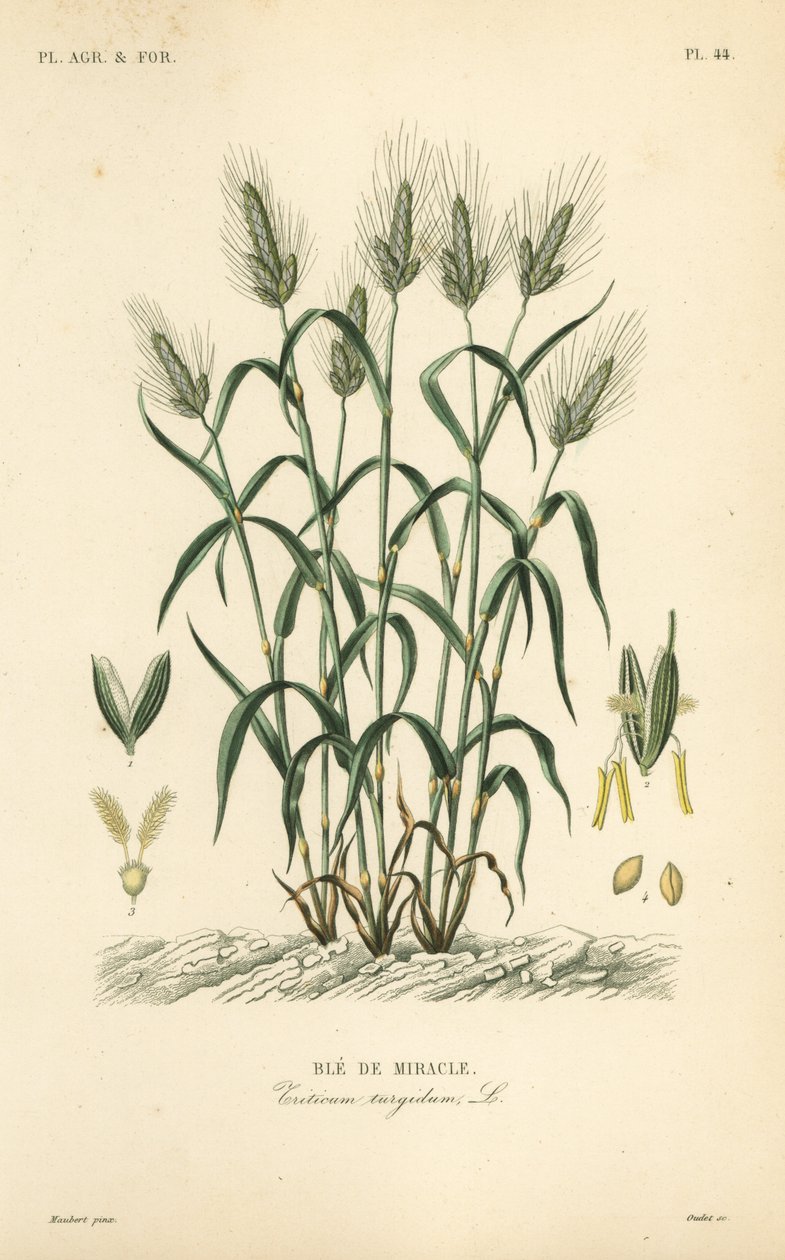 Durum Wheat, Pasta Wheat or Maraconi Wheat by Unbekannt