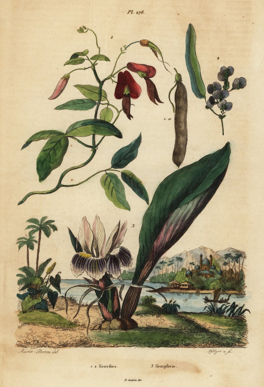Dusky coral pea, Kennedia rubicunda, false sarsaparilla, Hardenbergia violacea, and blackhorm by Unbekannt