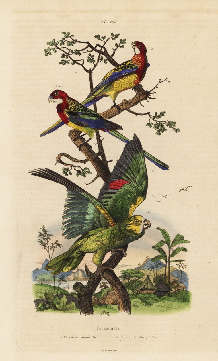 Eastern rosella, Platycercus exams, and yellow-crowned amazon, Amazona ochrocephala by Unbekannt