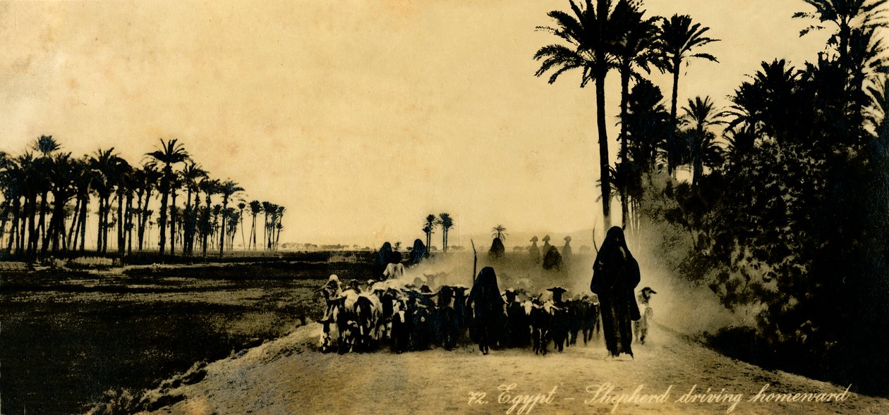 Egypt - Shepherd driving homeward, c1918-c1939 by Unbekannt