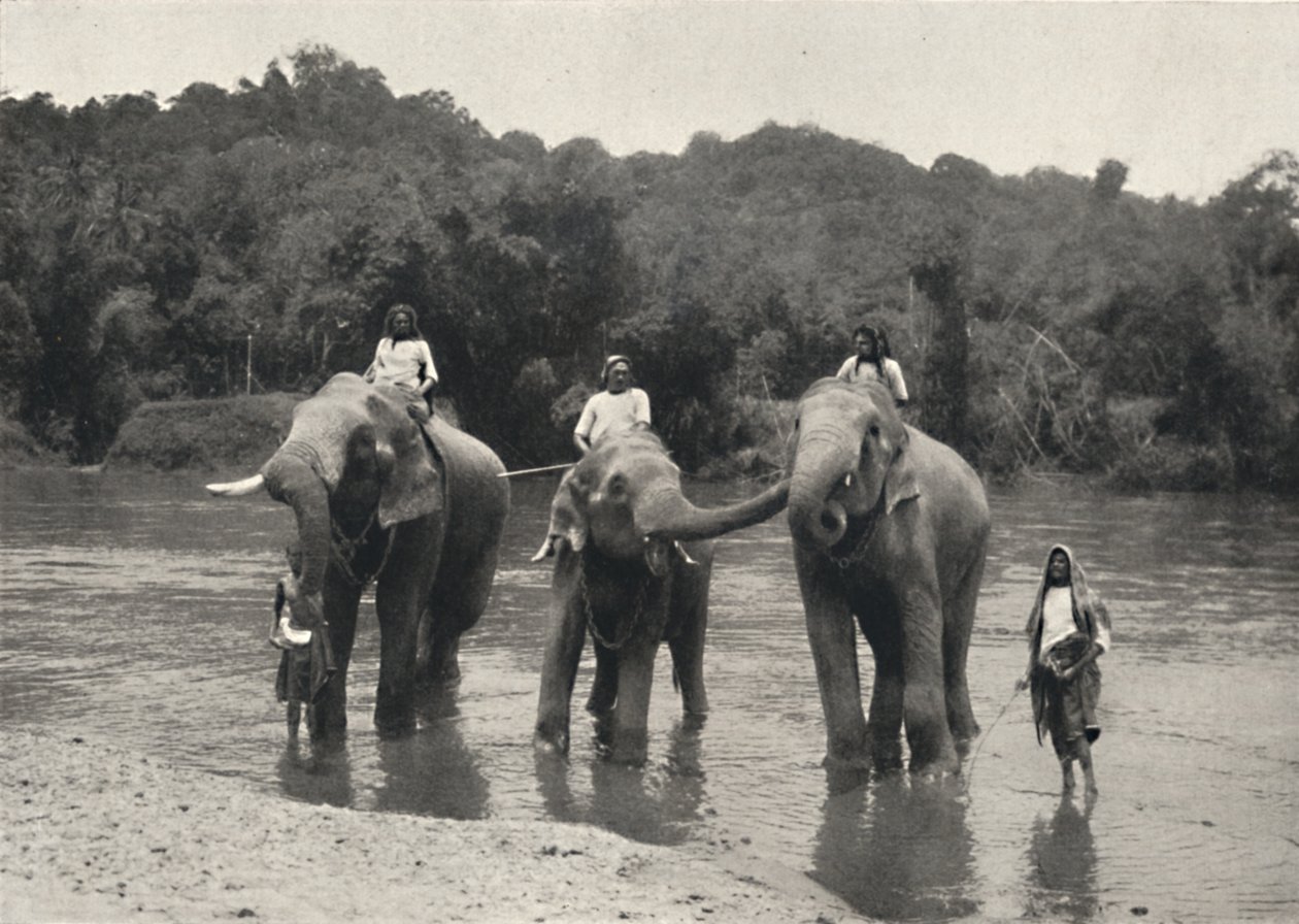 Elephants in the Bath Mahaaliganga, 1926 by Unbekannt
