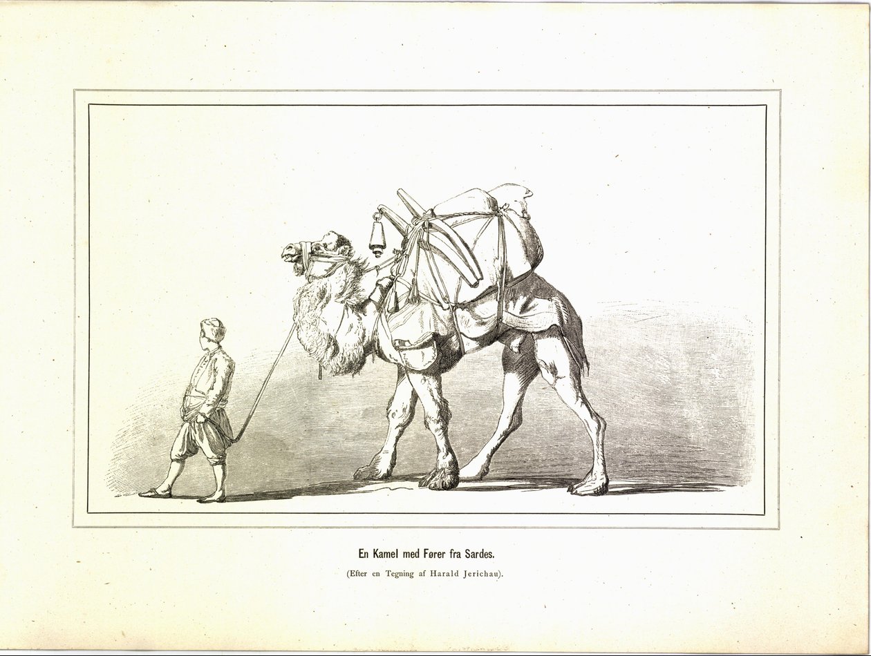 A Camel with Guide from Sardis. Illustration from the book Brogede Rejsebilleder by Elisabeth Jerichau-Baumann, published by Forlagsbureauet (Copenhagen, 1881) by Unbekannt
