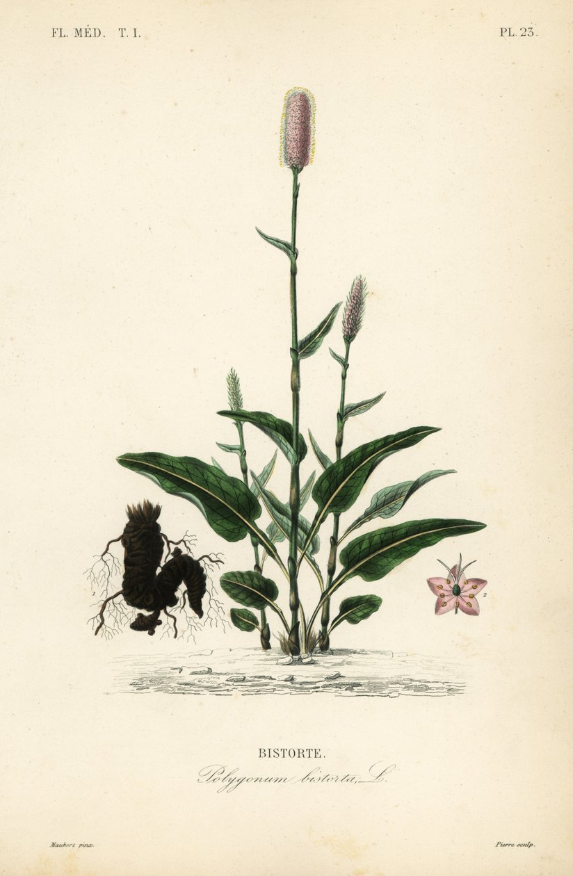 European bistort or snakeroot, Persicaria bistorta by Unbekannt