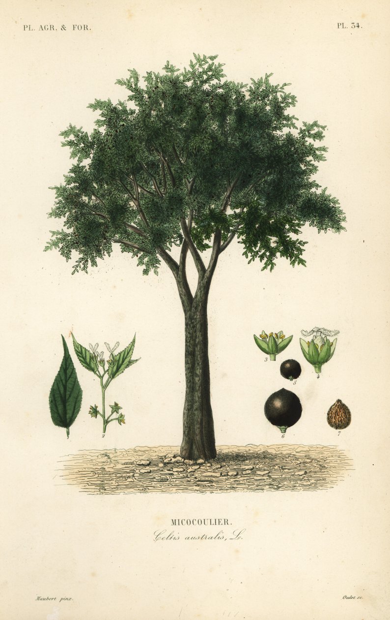 European nettle tree, Mediterranean hackberry, lote tree, or honeyberry by Unbekannt