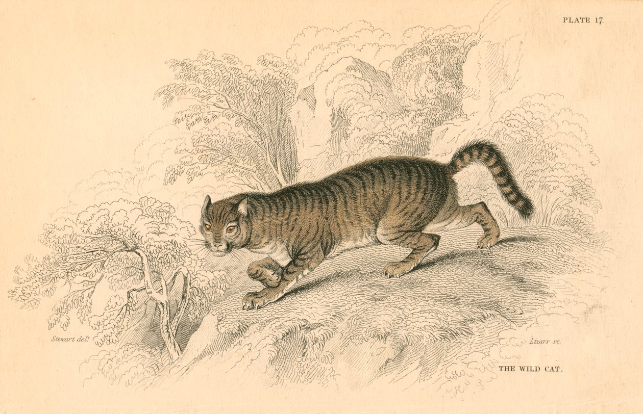 European wild cat Felis silvestris, 1828 by Unbekannt