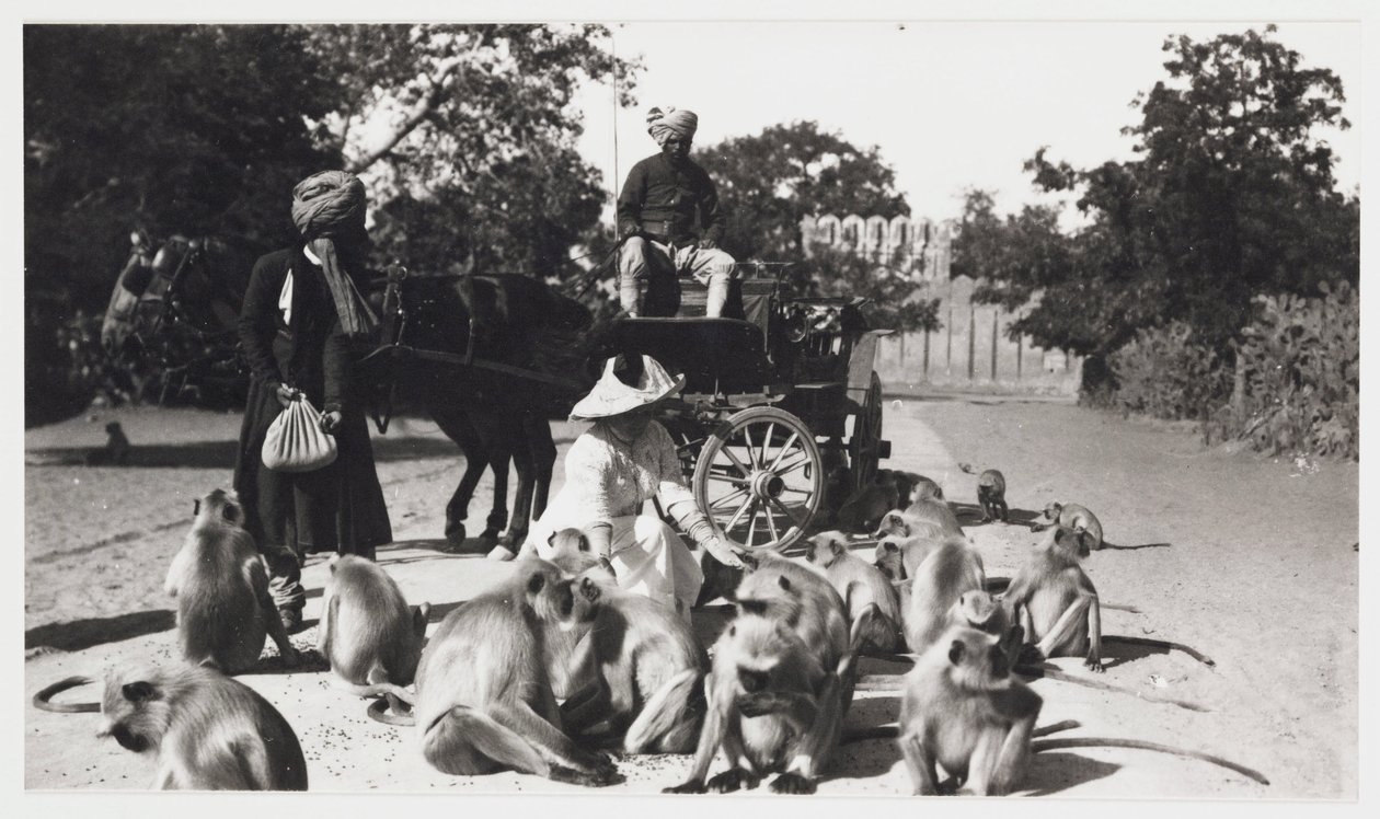 European woman feeding a troop of monkeys, India, c 1910 by Unbekannt