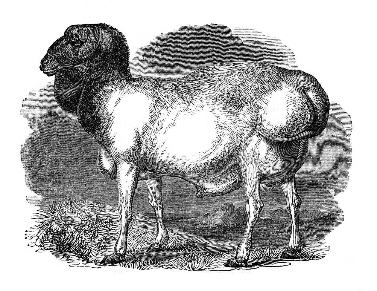 Fat-Rumped Sheep of Tartary, 1848 by Unbekannt