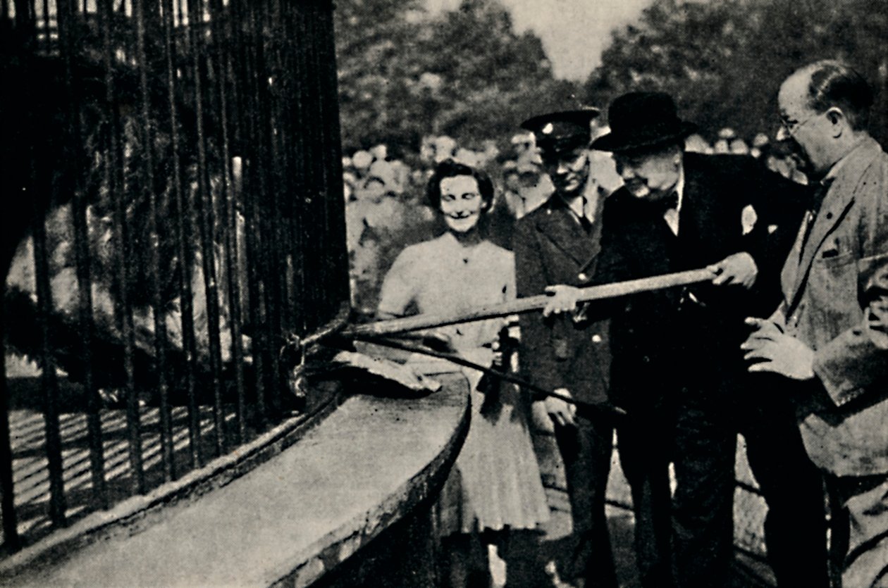 Feeding Rota, The Pinner Lion, 1940s, 1945 by Unbekannt