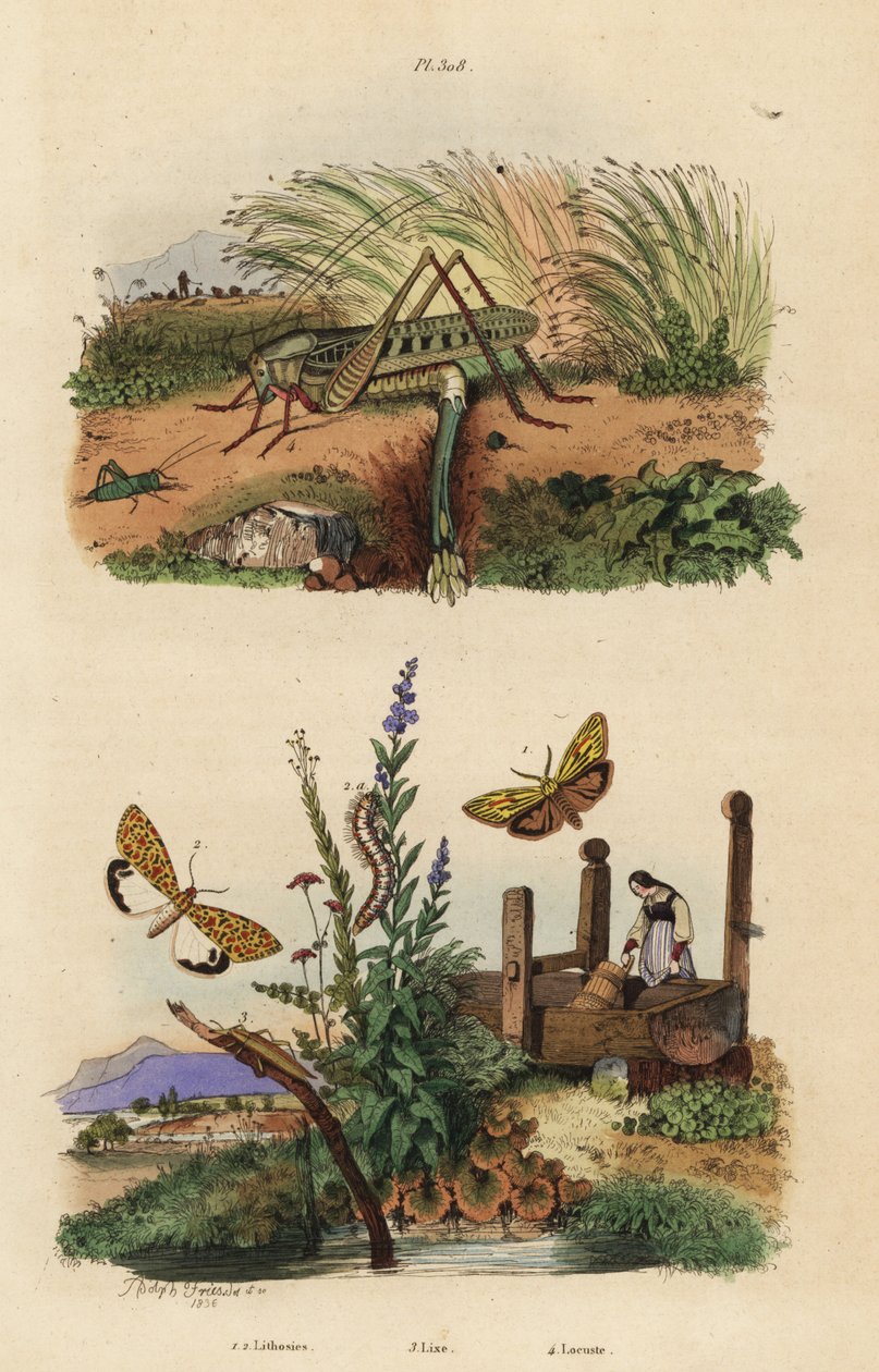 Female wart biter locust laying eggs, Decticus verrucivorus, feathered footman, Spiris striata, and crimson-speckled flunkey, Utetheisa pulchella, and Lixus paraplecticus beetle by Unbekannt