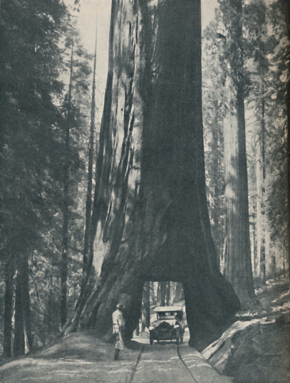 Fine Specimen of the Largest Organism That Ever Lived, c. 1935 by Unbekannt