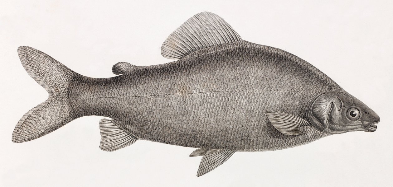 Fish: The Characin Nefasch by Unbekannt