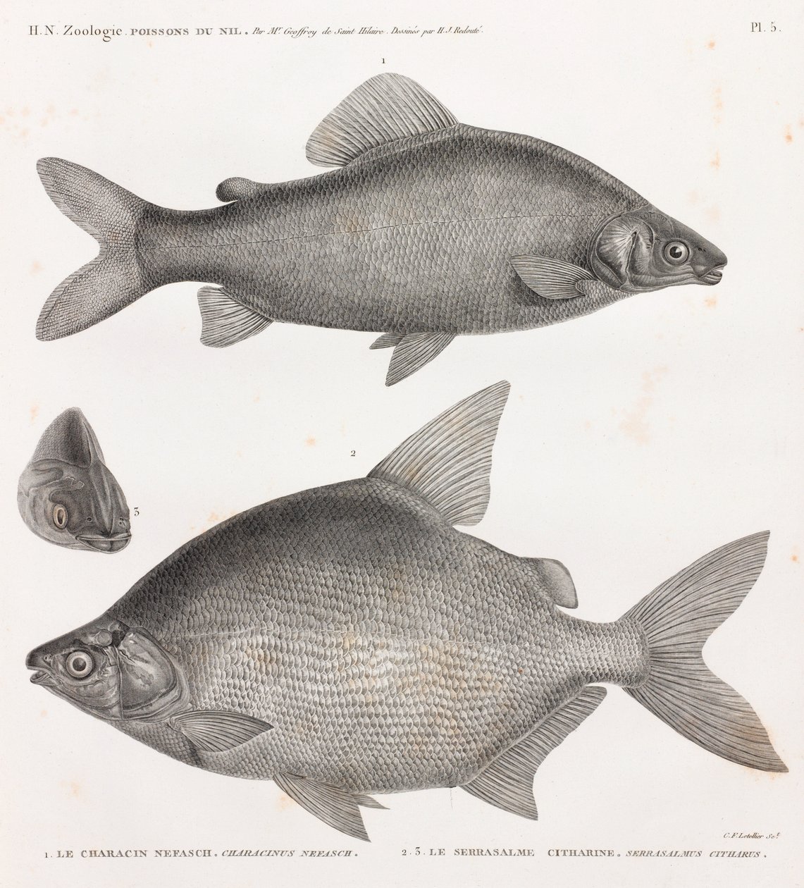 Fish: The Characin Nefasch & The Serrasalme Citharine by Unbekannt