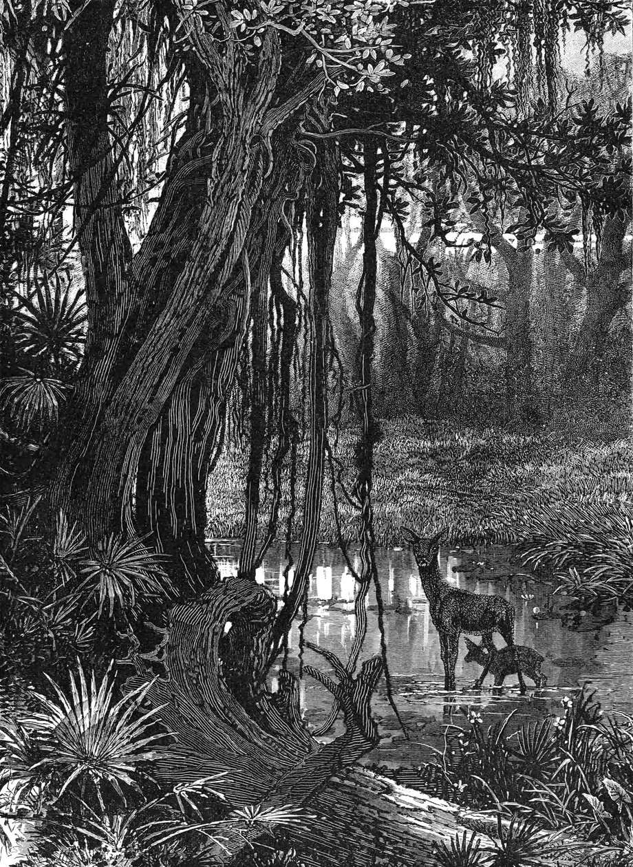 Florida Everglades, USA by Unbekannt