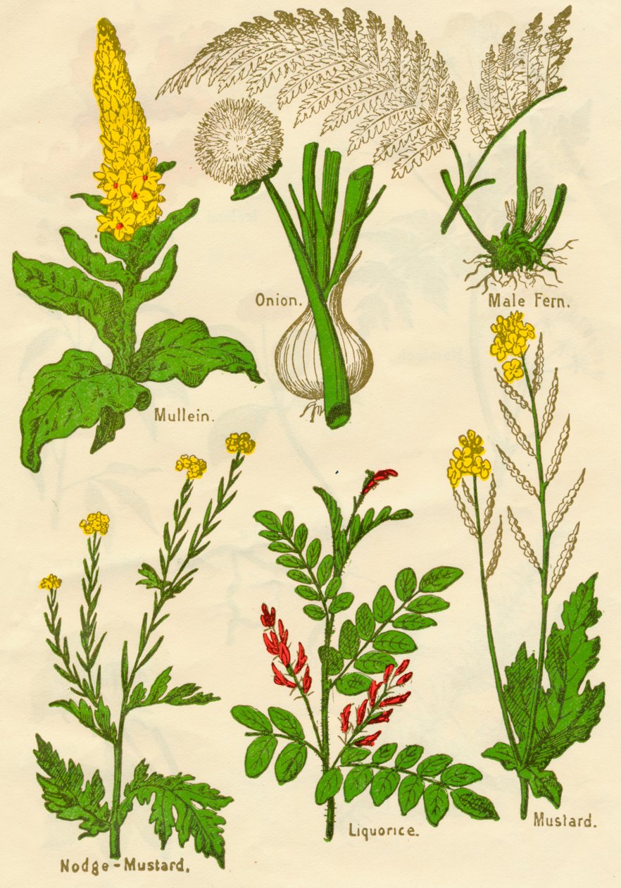 Flowers: Mullein, Onion, Male Fern, Hedge-Mustard, Liquorice, Mustard by Unbekannt