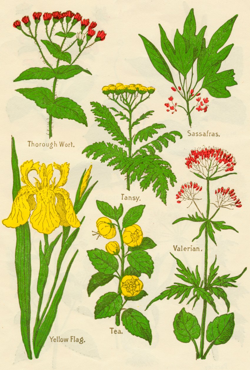 Flowers: Thorough Wort, Tansy, Sassafras, Valerian, Yellow Flag, Tea, Valerian by Unbekannt