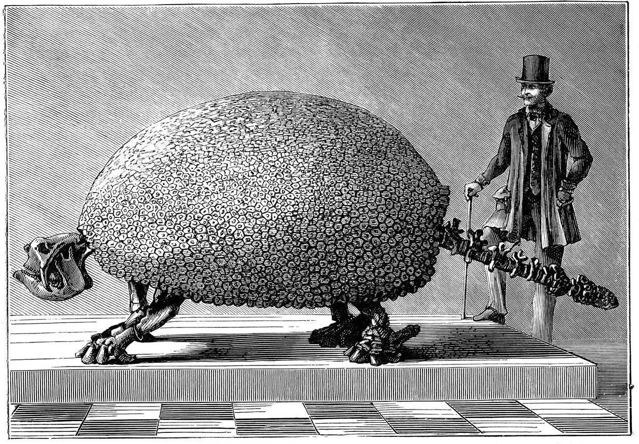 Fossil of a Giant Armadillo from South America by Unbekannt