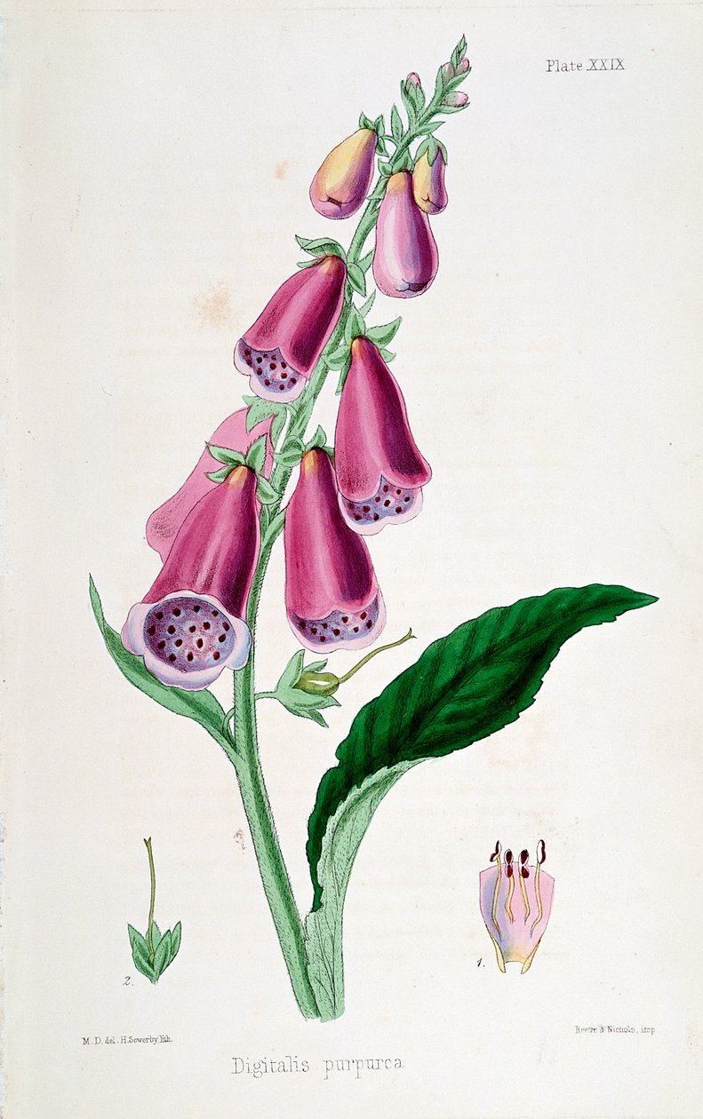 Foxglove Digitalis Purpurea by Unbekannt