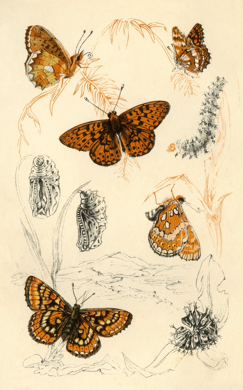 Fritillary Butterflies, 19th Century by Unbekannt