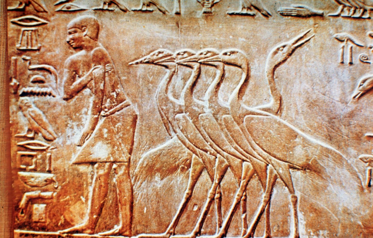 Geese, wall relief from the Tomb of Ptahhotep, Saqqara, Egypt by Unbekannt