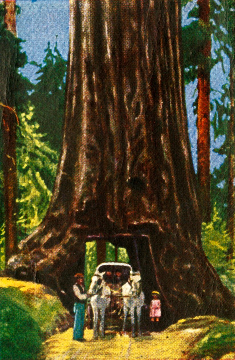 Giant Redwood in California by Unbekannt