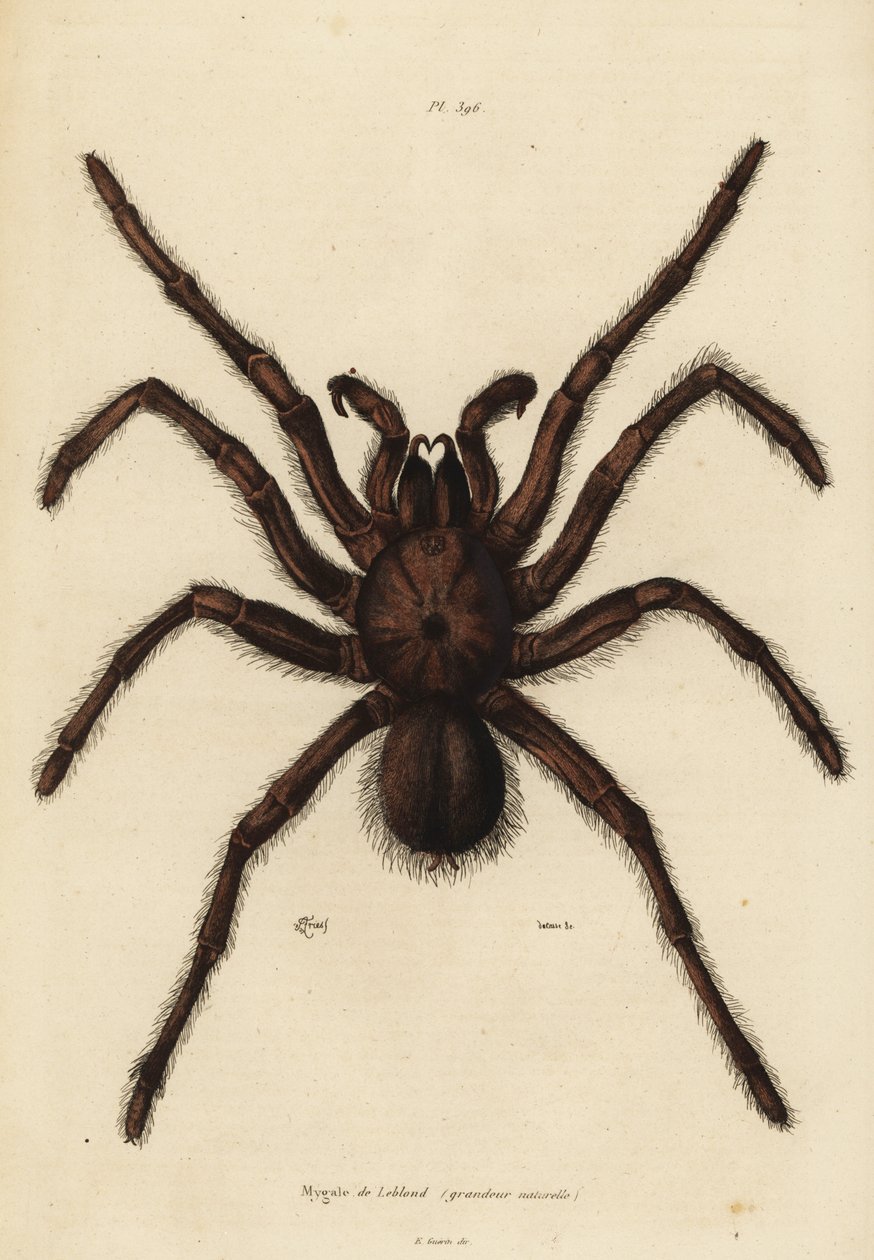 Goliath birdeater spider, Theraphosa blondi by Unbekannt