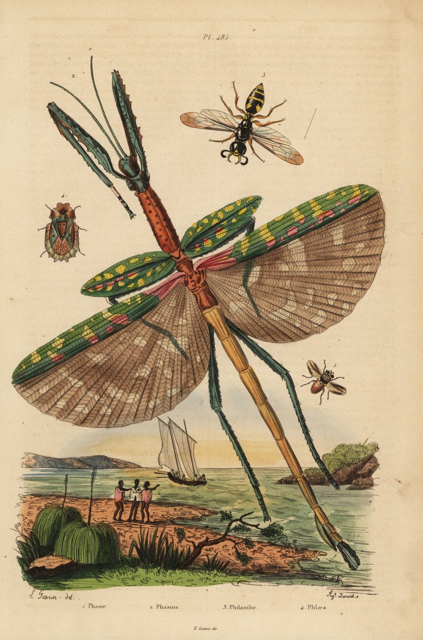 Goliath stick insect, Eurycnema goliath, fly, Phasia species, bee-killer wasp, Philanthus triangulum, bark bug, Phloea corticata by Unbekannt