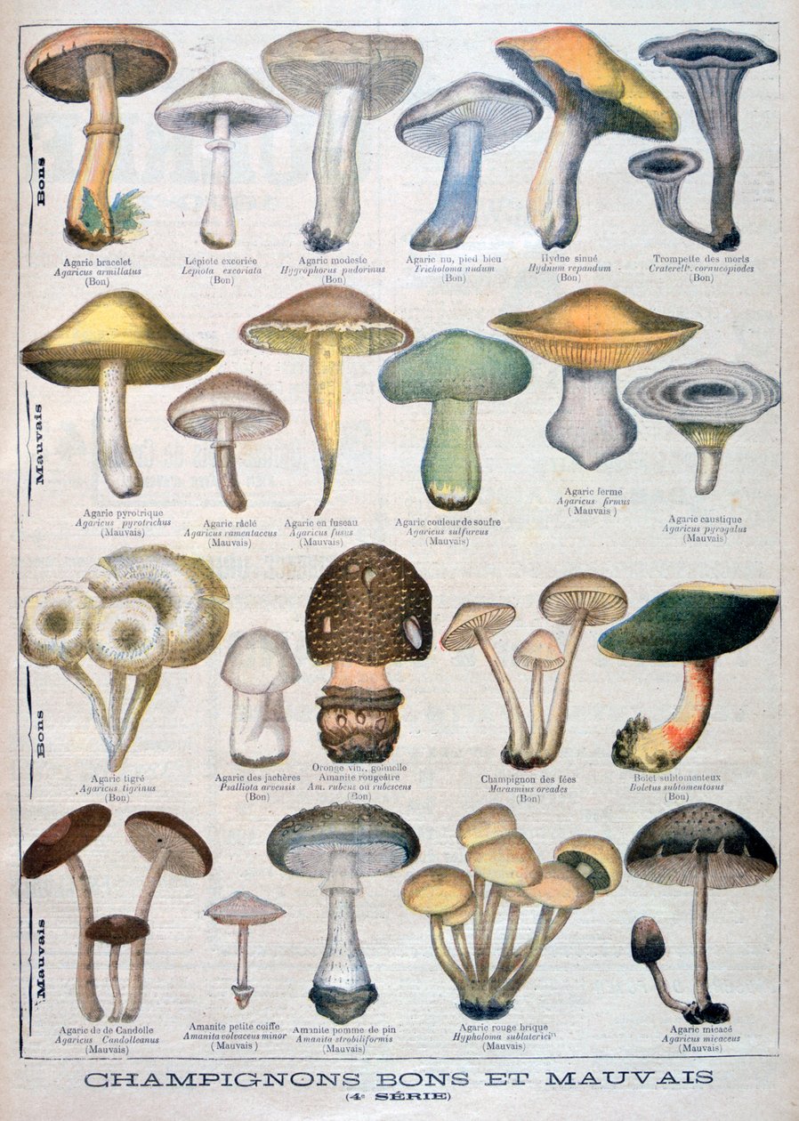 Good and Bad Mushrooms, 1896 by Unbekannt
