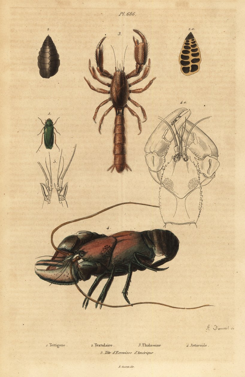 Great Green Bush-cricket, Foraminifera, Scorpion Mud Lobster, Crayfish, and Head of American Crawfish by Unbekannt