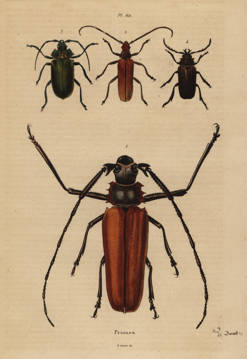 Great Long-horn Beetle, Aegosoma Scabricorne, Pyrodes Nitidus and Prionus Desmaretii by Unbekannt