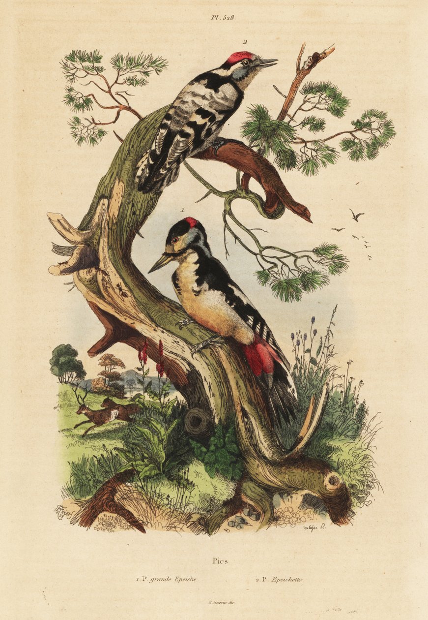 Great Spotted Woodpecker and Lesser Spotted Woodpecker by Unbekannt
