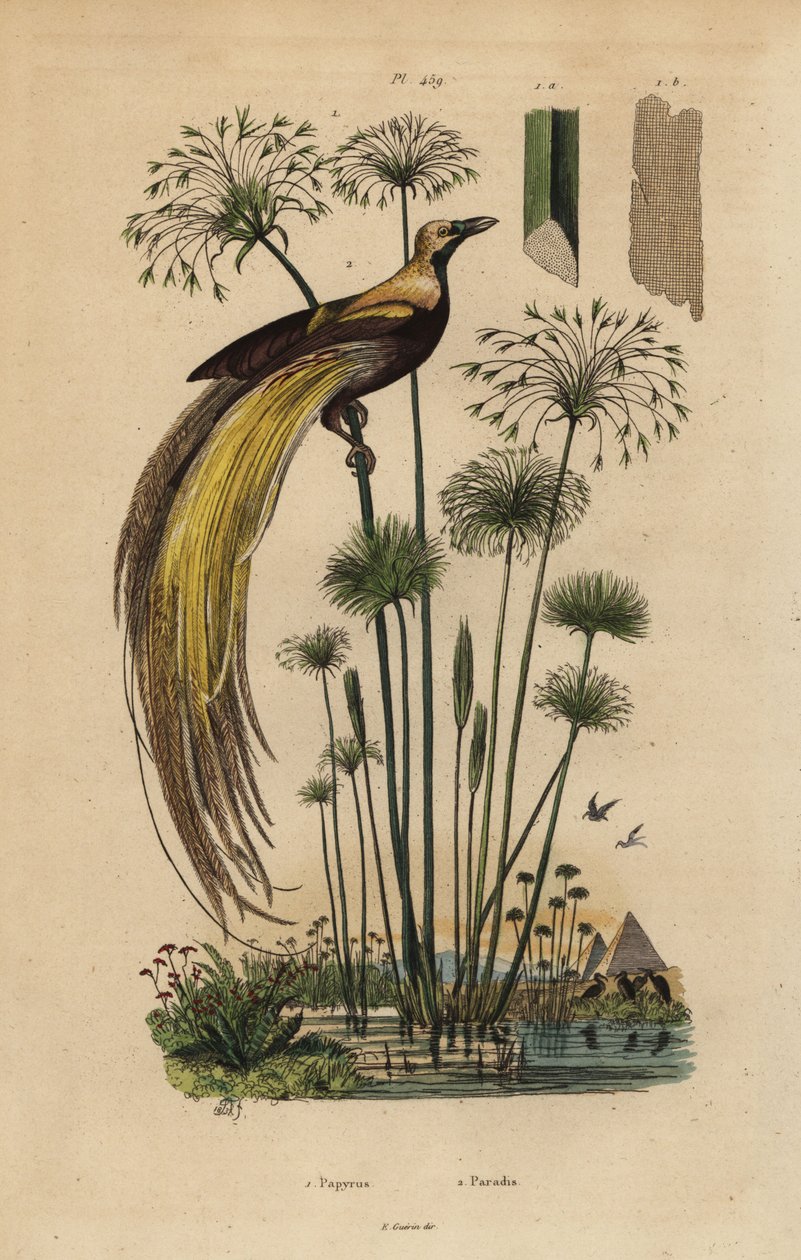 Greater Bird-of-paradise and Papyrus Grass by Unbekannt