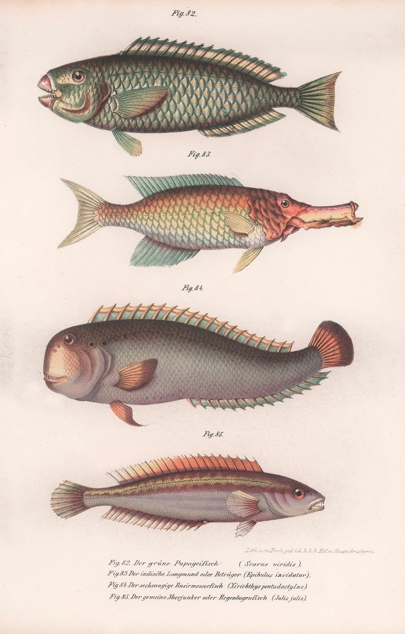 Green Parrotfish. Indian Longmouth, Rasirnesser, Wrasse, c.1850s by Unbekannt