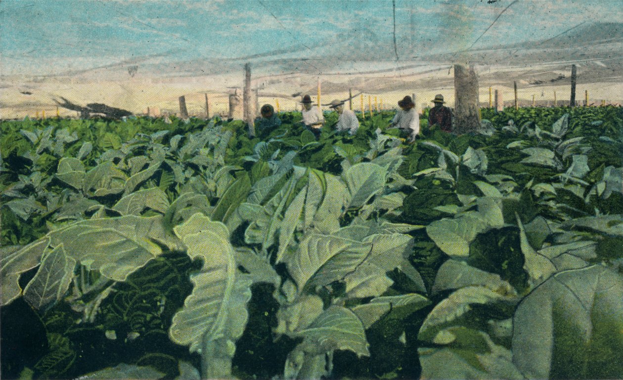 Growing Tobacco, Cuba by Unbekannt