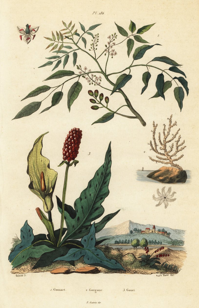 Gumbo-limbo, Bursera simaruba, broad sea fan coral or warty gorgonian, Eunicella verrucosa, and cuckoopint, Arum maculatum by Unbekannt