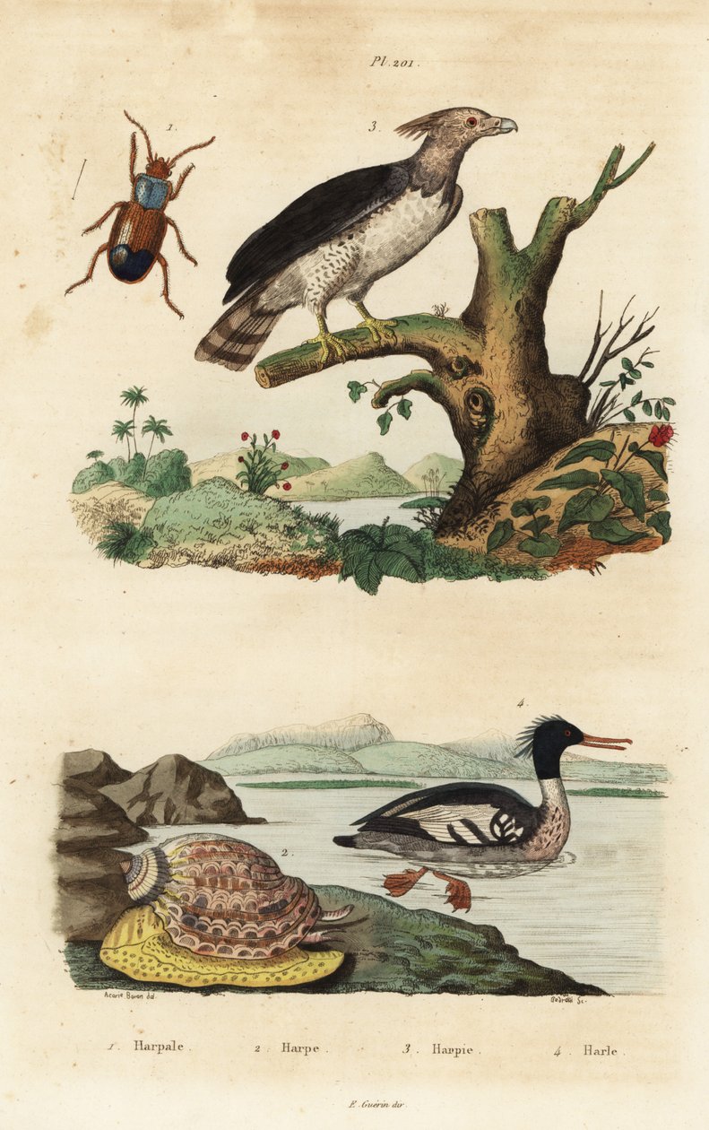 Harpy eagle, Harpia harpyja, Brazilian merganser, Mergus octosetaceus, critically endangered, Harpalus beetle, and harp snail, Harpa major by Unbekannt